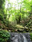 滝を登ると大カズラの木が・・ 053.jpg
