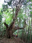 杉の巨木が目立ちましたな。.jpg