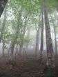 遠敷端の高2008.5.11 031.jpg