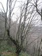 幹周り京都府最大のブナの木