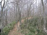 内山ブナ林
