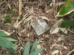 高尾山の3等三角点