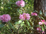 柏原谷_140504_144015_43.JPG
