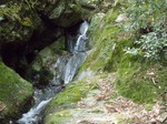 沢写真2011,04 104.jpg