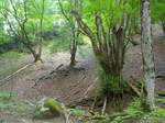 s-P6150138.jpg