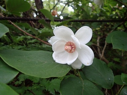 s-s-P7170215.jpg