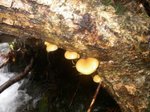061112芦生由良川源流 030.jpg