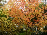 061118-ymg-386.jpg