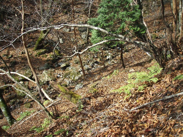 081117-tosi-011.jpg