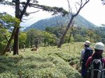 090816-ikko-007.jpg