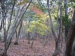 芦生 ハナノ谷段山2007.11.18 006.jpg