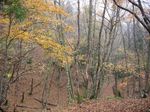 芦生 ハナノ谷段山2007.11.18 013.jpg