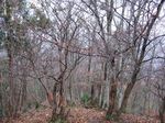 芦生 ハナノ谷段山2007.11.18 015.jpg