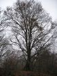 芦生 ハナノ谷段山2007.11.18 016.jpg
