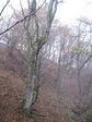 芦生 ハナノ谷段山2007.11.18 018.jpg