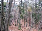 芦生 ハナノ谷段山2007.11.18 022.jpg