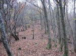 芦生 ハナノ谷段山2007.11.18 023.jpg