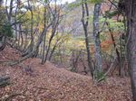 芦生 ハナノ谷段山2007.11.18 038.jpg