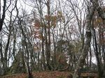 芦生 ハナノ谷段山2007.11.18 041.jpg