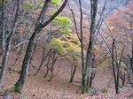 芦生 ハナノ谷段山2007.11.18 043.jpg