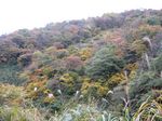 湖北 針川散策 2006.11.12 007.jpg