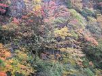 湖北 針川散策 2006.11.12 012.jpg