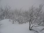 湖北武奈ガ岳2007.1. 009.jpg