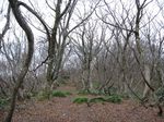 若狭 芦原山〜三国山 2006.11.26 018.jpg