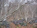 若狭 芦原山〜三国山 2006.11.26 023.jpg