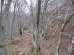 若狭 芦原山〜三国山 2006.11.26 031.jpg