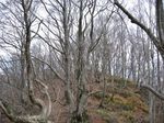 若狭 芦原山〜三国山 2006.11.26 032.jpg