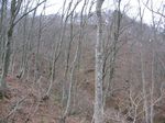 若狭 芦原山〜三国山 2006.11.26 035.jpg