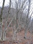 若狭 芦原山〜三国山 2006.11.26 032.jpg