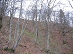若狭 芦原山〜三国山 2006.11.26 038.jpg