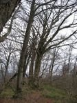 若狭 芦原山〜三国山 2006.11.26 053.jpg