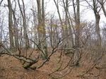 若狭 芦原山〜三国山 2006.11.26 062.jpg