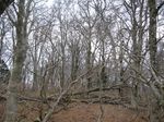 若狭 芦原山〜三国山 2006.11.26 072.jpg