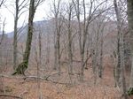 若狭 芦原山〜三国山 2006.11.26 078.jpg