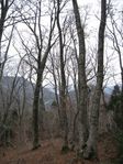 若狭 芦原山〜三国山 2006.11.26 097.jpg