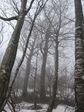 残雪の中のブナ林