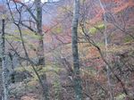 大峰 行者還岳、弥山、八経ガ岳 003.jpg