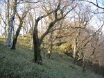 大峰 行者還岳、弥山、八経ガ岳 017.jpg