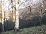 大峰 行者還岳、弥山、八経ガ岳 031.jpg