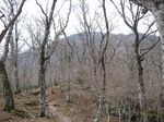大峰 行者還岳、弥山、八経ガ岳 101.jpg
