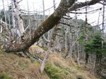 大峰 行者還岳、弥山、八経ガ岳 112.jpg