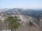 地蔵杉