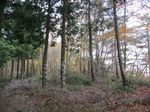 美山 白尾山2007.11.23 077.jpg