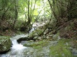沢写真2011,06 052.jpg