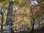 mitukura 下山時のブナ.jpg