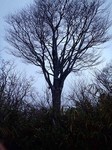 s-PB130032.jpg